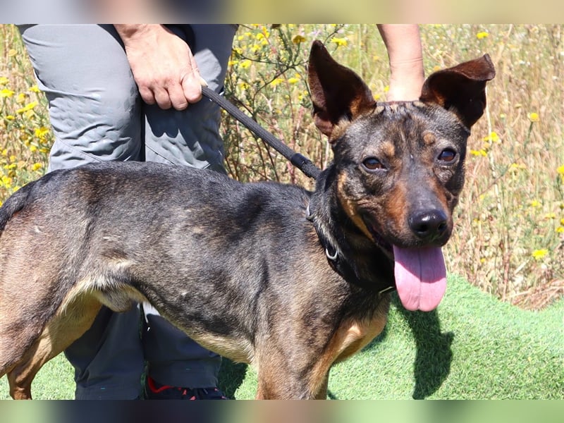 Leo, Mix Pinscher / Schäferhund , lieb und verträglich