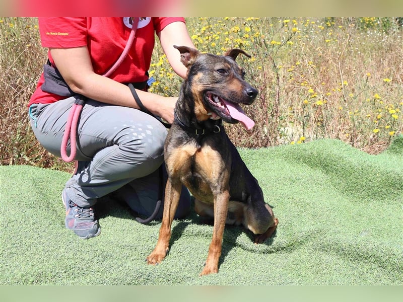 Leo, Mix Pinscher / Schäferhund , lieb und verträglich