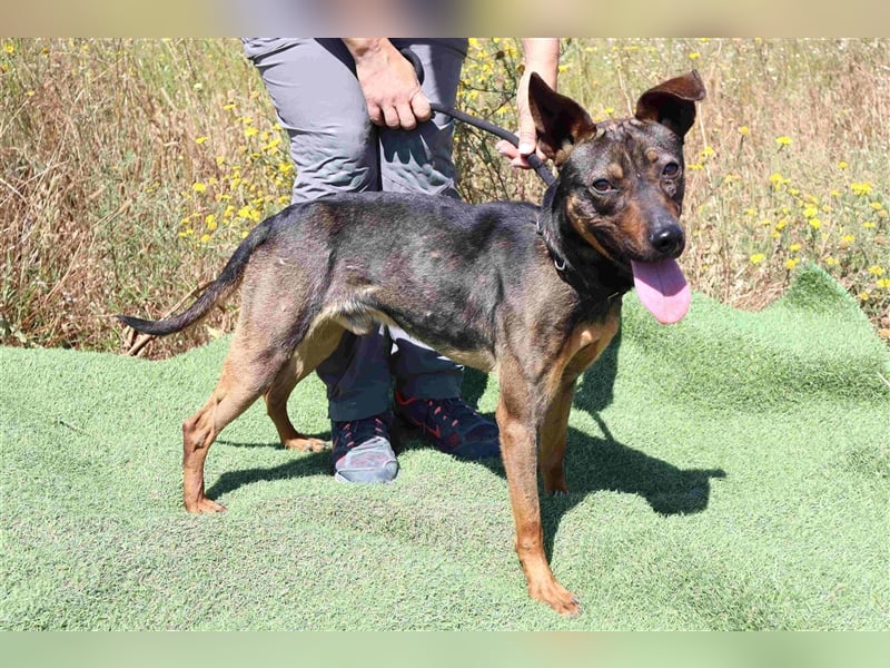 Leo, Mix Pinscher / Schäferhund , lieb und verträglich