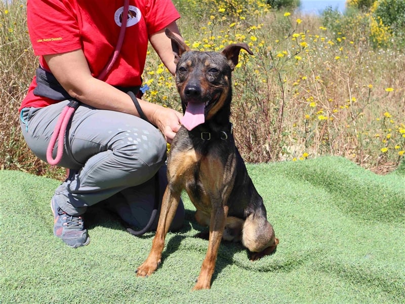 Leo, Mix Pinscher / Schäferhund , lieb und verträglich