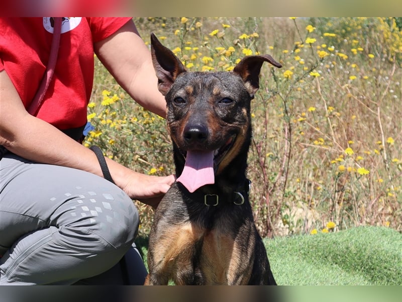 Leo, Mix Pinscher / Schäferhund , lieb und verträglich