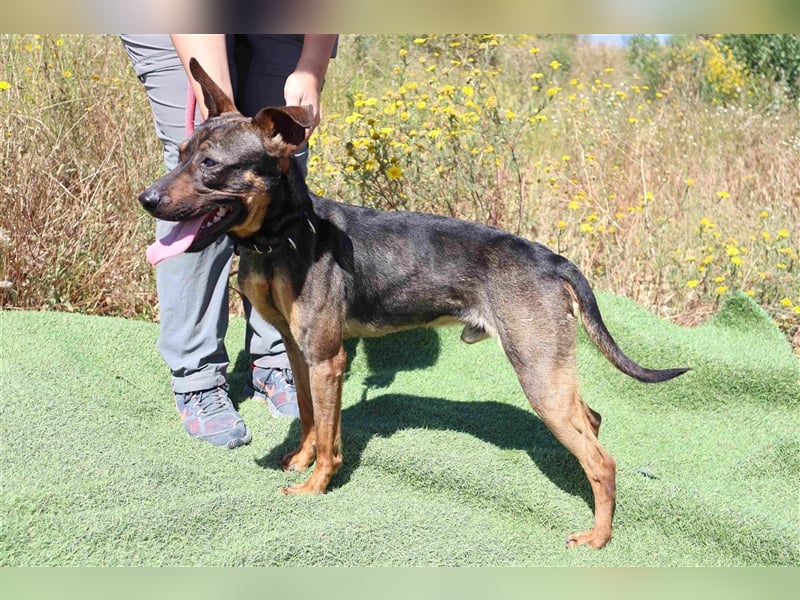 Leo, Mix Pinscher / Schäferhund , lieb und verträglich