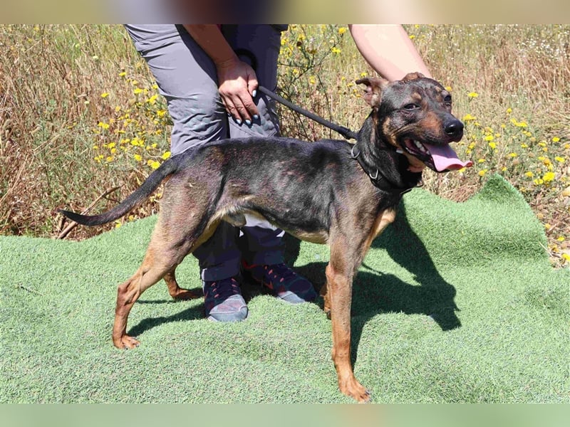 Leo, Mix Pinscher / Schäferhund , lieb und verträglich