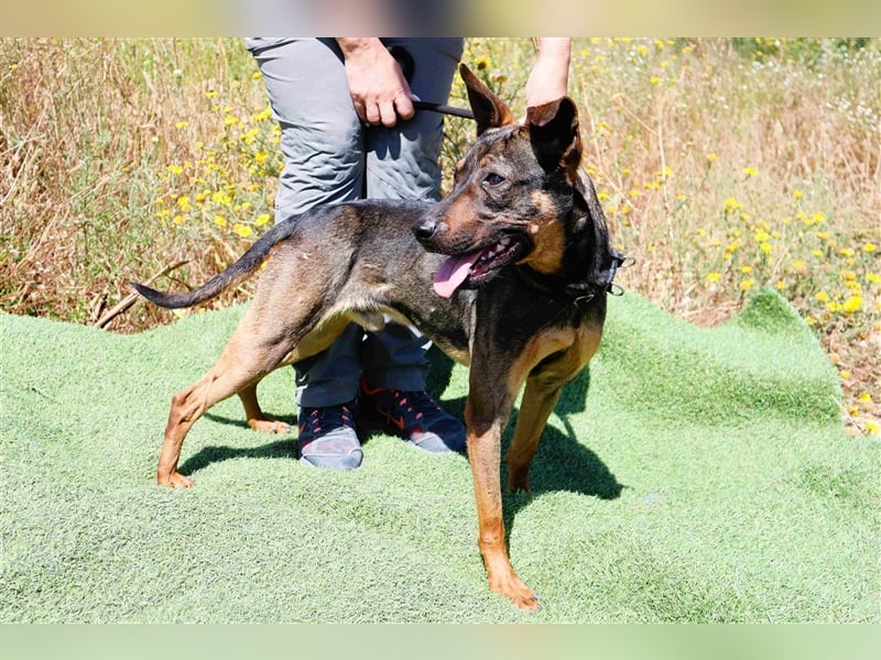 Leo, Mix Pinscher / Schäferhund , lieb und verträglich