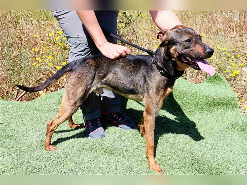 Leo, Mix Pinscher / Schäferhund , lieb und verträglich