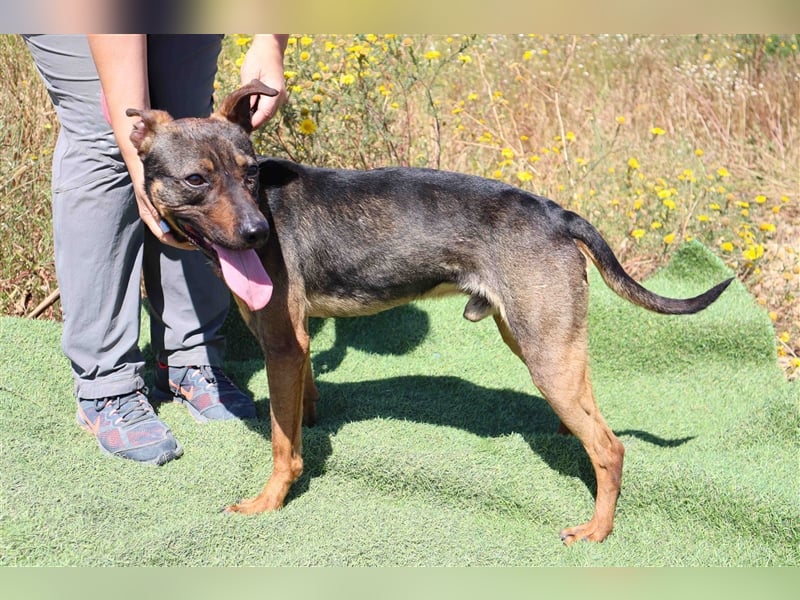 Leo, Mix Pinscher / Schäferhund , lieb und verträglich