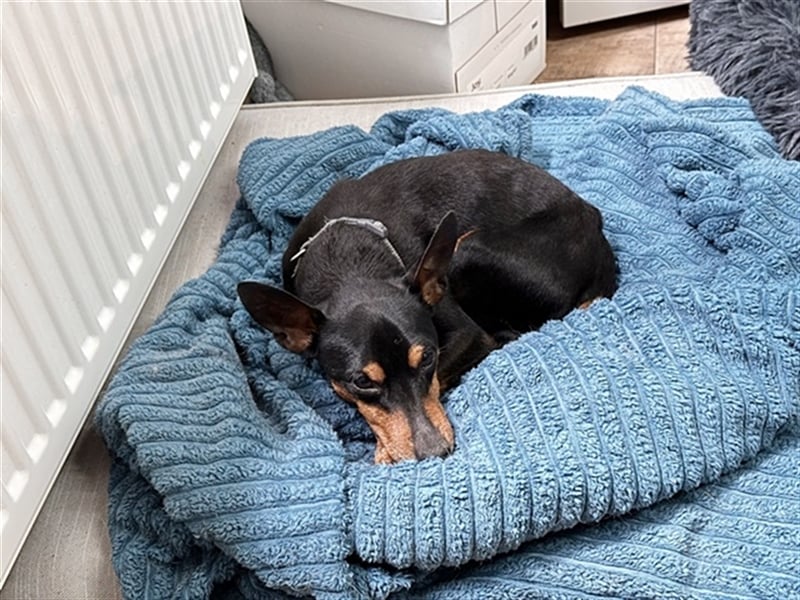 Max, Pinscher, geb. 2014, unternehmungslustiger Senior su. verständnisvolles Zuhause