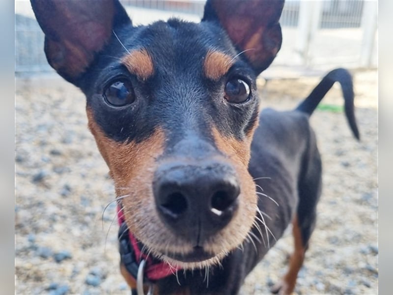 Max, Pinscher, geb. 2014, unternehmungslustiger Senior su. verständnisvolles Zuhause