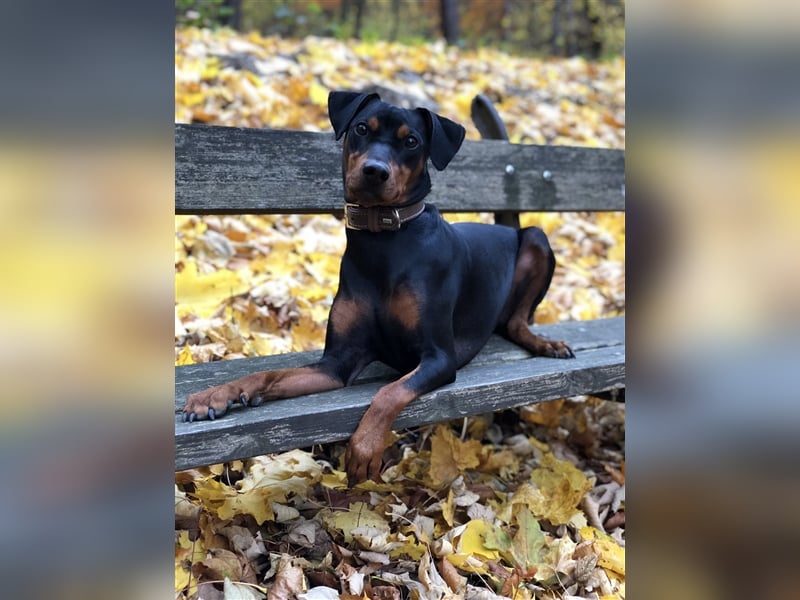 Miro - Deutscher Pinscher Rüde, 7 Jahre