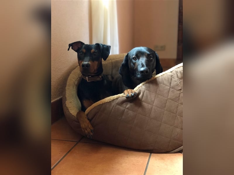 Miro - Deutscher Pinscher Rüde, 7 Jahre