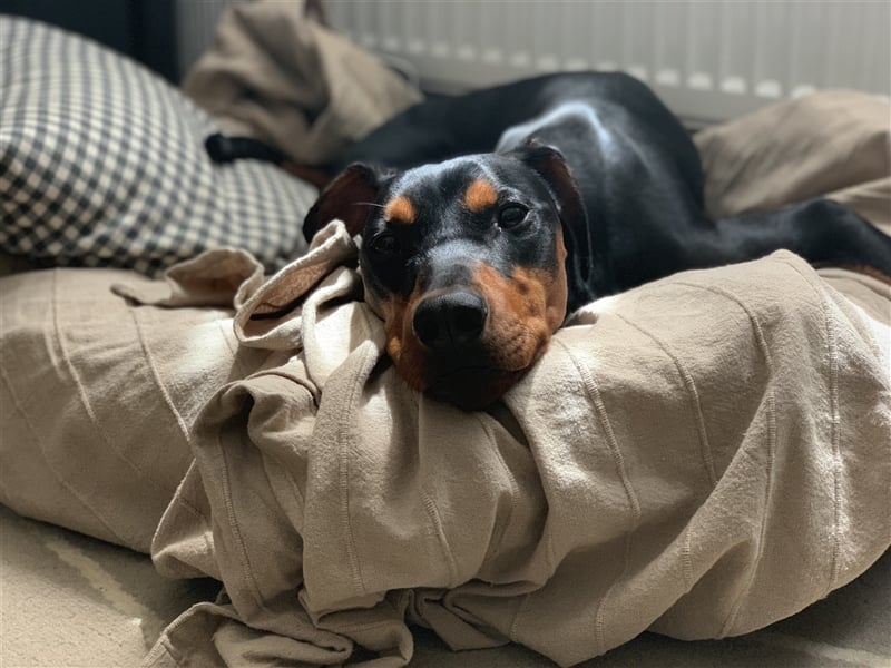 Miro - Deutscher Pinscher Rüde, 7 Jahre