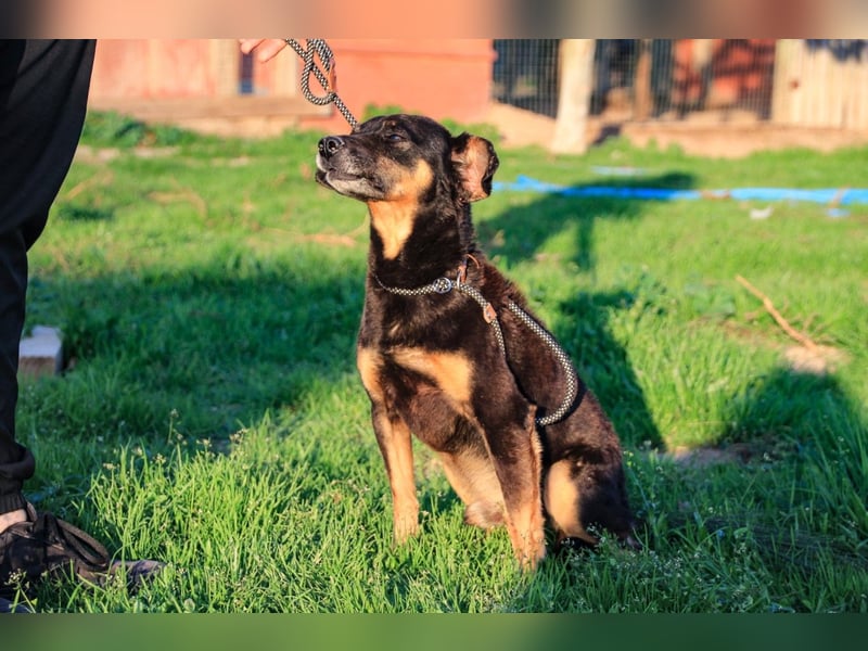 Cody, Pinscher-Mix - freundlich und sozial