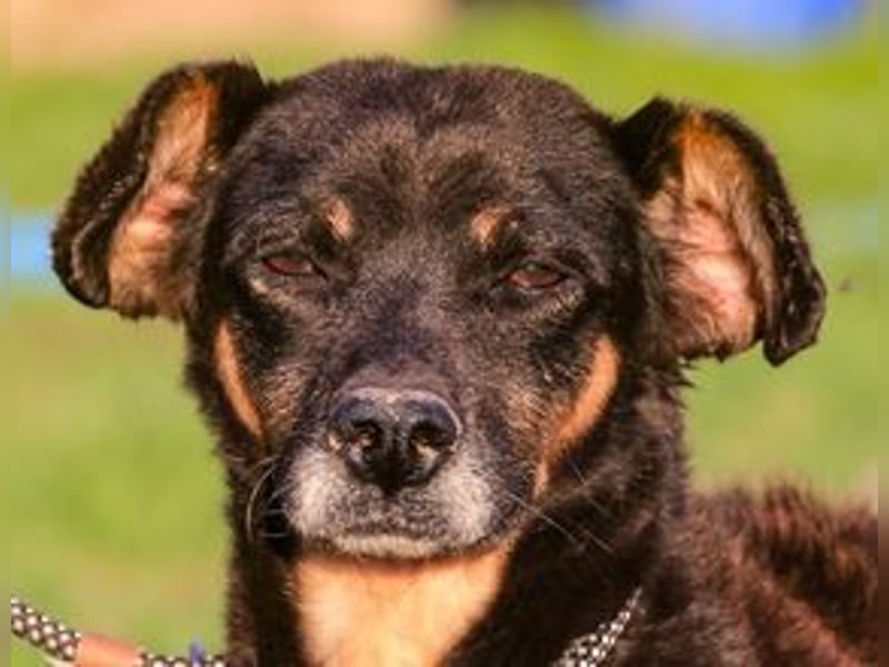 Cody, Pinscher-Mix - freundlich und sozial