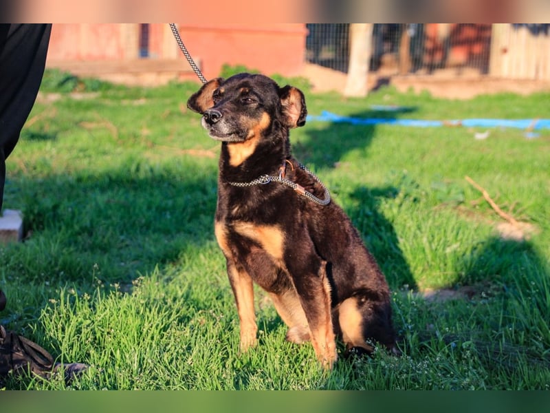 Cody, Pinscher-Mix - freundlich und sozial