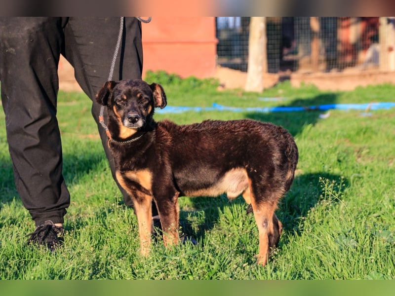 Cody, Pinscher-Mix - freundlich und sozial