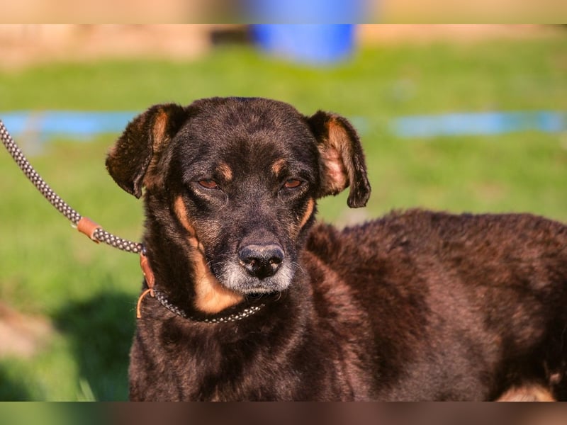 Cody, Pinscher-Mix - freundlich und sozial