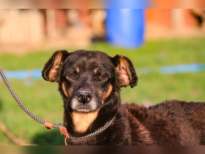 Cody, Pinscher-Mix - freundlich und sozial