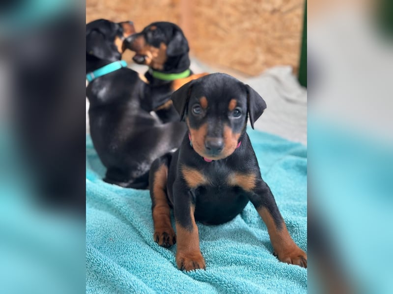 Deutsche Pinscher Welpen