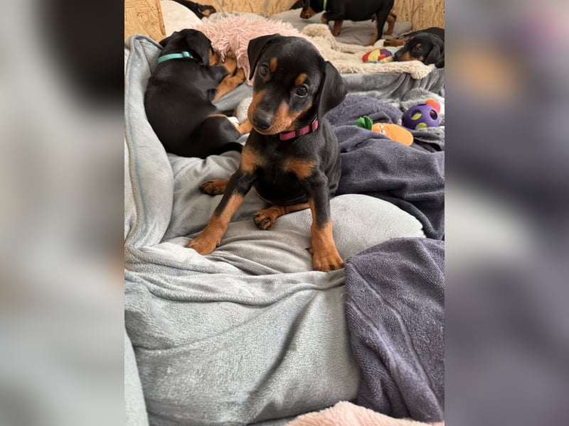 Deutsche Pinscher Welpen