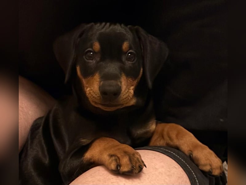 Deutsche Pinscher Welpen