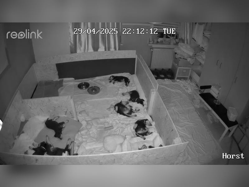Deutsche Pinscher Welpen