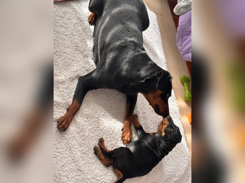 Deutsche Pinscher Welpen