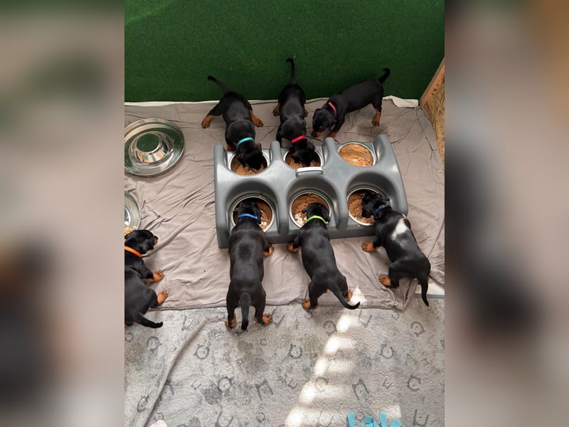 Deutsche Pinscher Welpen
