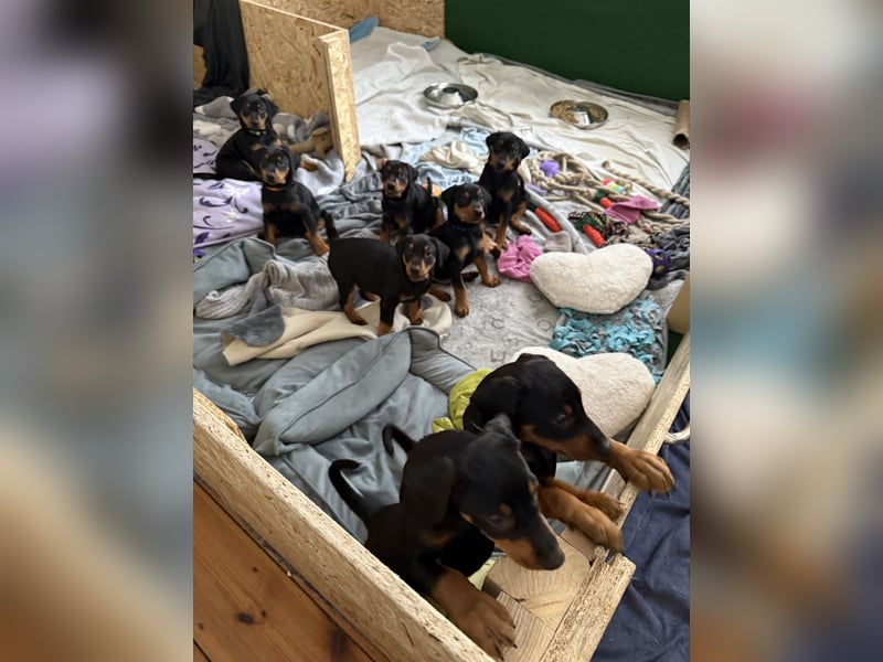 Deutsche Pinscher Welpen