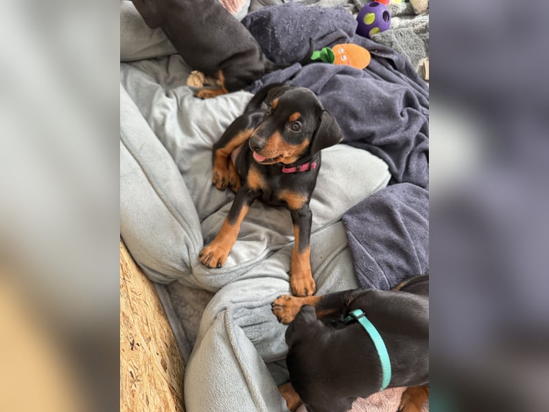 Deutsche Pinscher Welpen