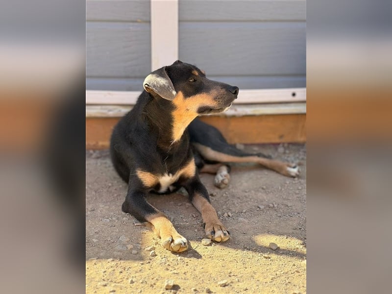 TINO- fröhlicher Bub, der Mensch und Hund richtig super findet