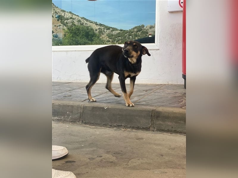 TINO- fröhlicher Bub, der Mensch und Hund richtig super findet