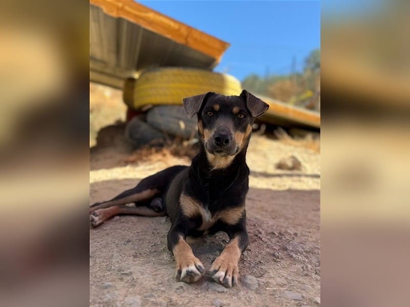 TINO- fröhlicher Bub, der Mensch und Hund richtig super findet