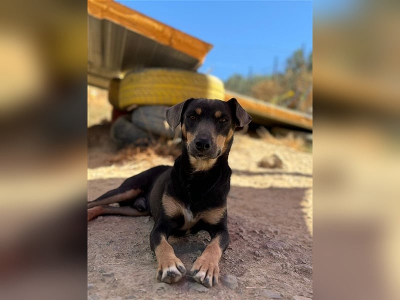 TINO- fröhlicher Bub, der Mensch und Hund richtig super findet