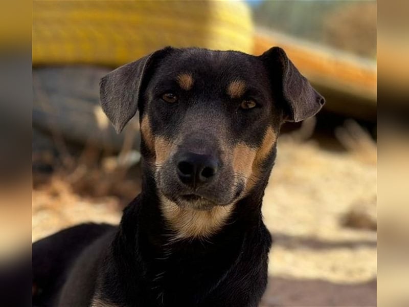 TINO- fröhlicher Bub, der Mensch und Hund richtig super findet