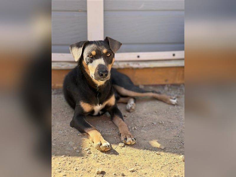 TINO- fröhlicher Bub, der Mensch und Hund richtig super findet