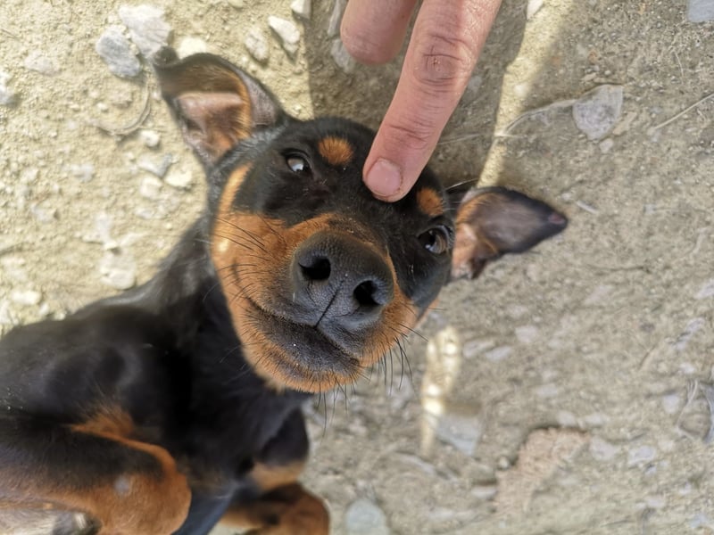 Murphy, möchte endlich ein Zuhause
