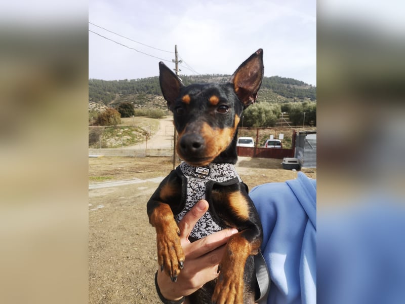 Murphy, möchte endlich ein Zuhause