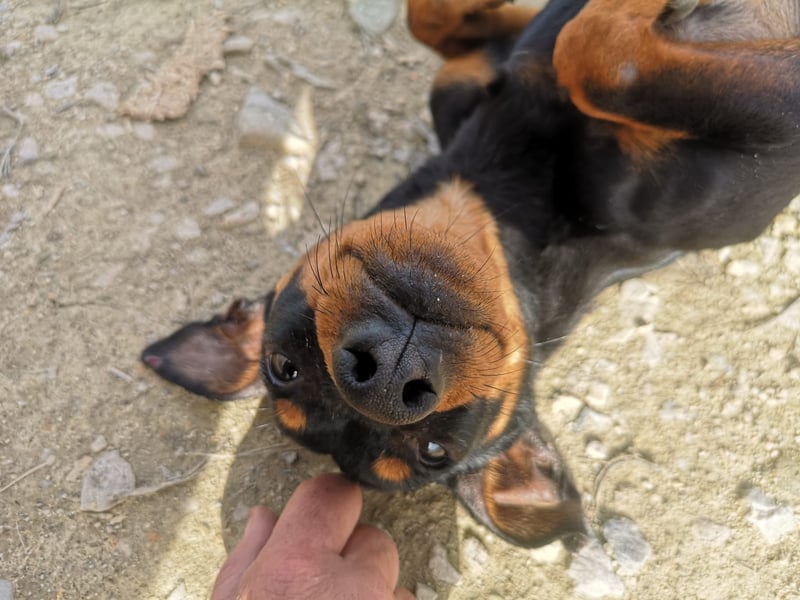 Murphy, möchte endlich ein Zuhause
