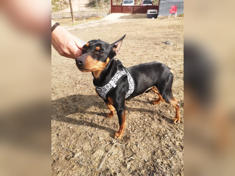 Murphy, möchte endlich ein Zuhause