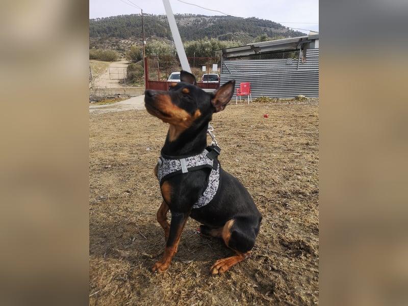 Murphy, möchte endlich ein Zuhause