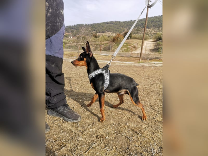 Murphy, möchte endlich ein Zuhause
