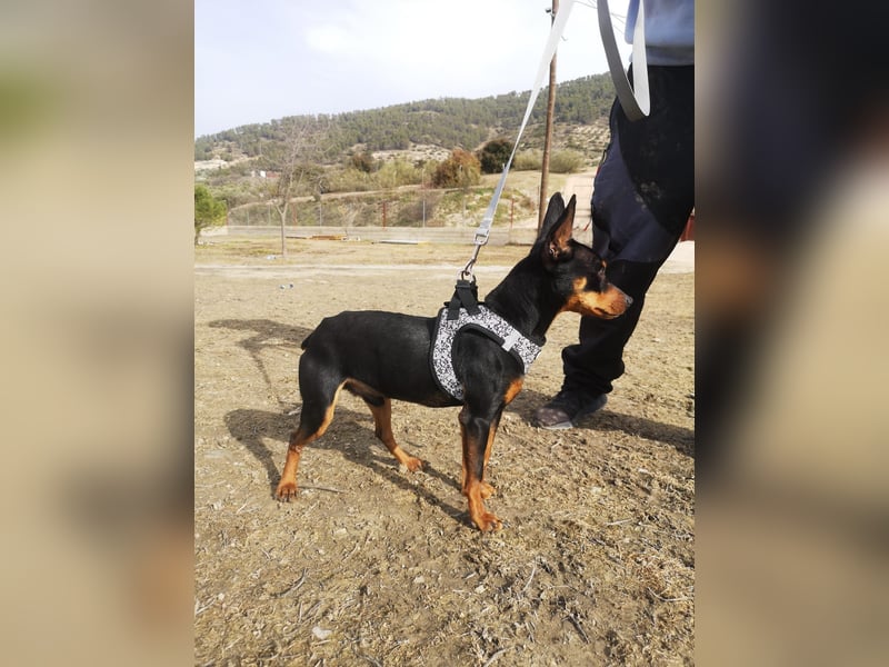 Murphy, möchte endlich ein Zuhause