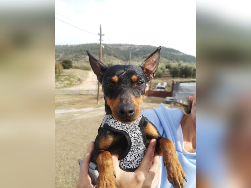 Murphy, möchte endlich ein Zuhause