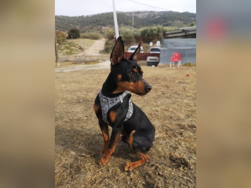 Murphy, möchte endlich ein Zuhause