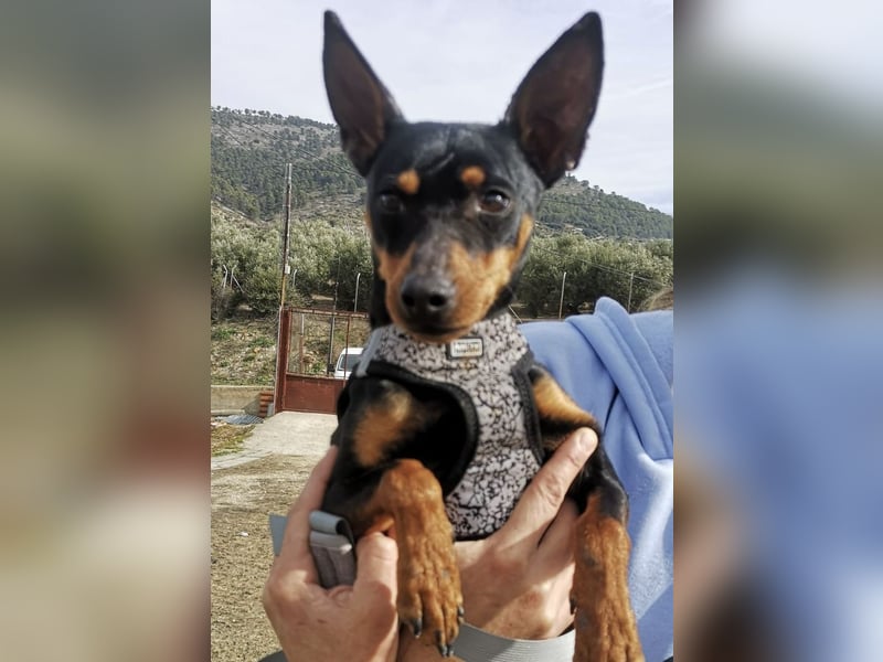 Murphy, möchte endlich ein Zuhause