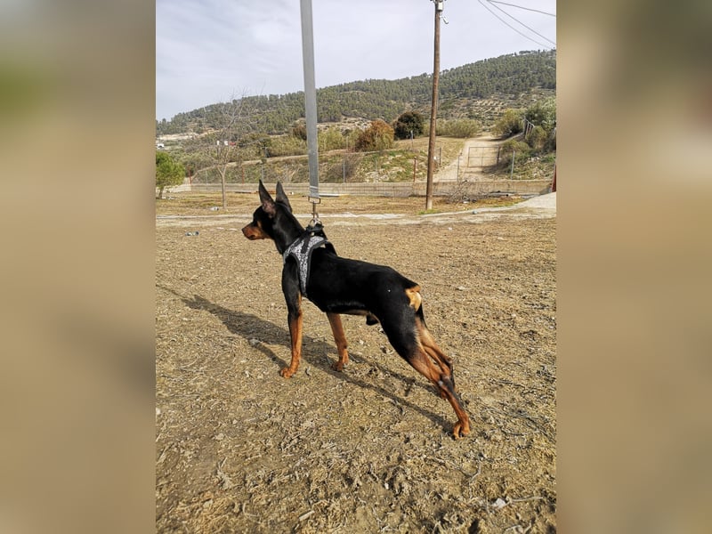 Murphy, möchte endlich ein Zuhause