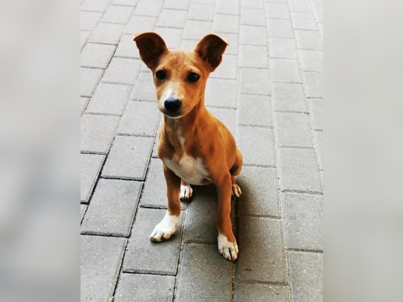 Chips, Pinscher/ Dackel Mix, geb. 4/ 2025 verspielter Welpe