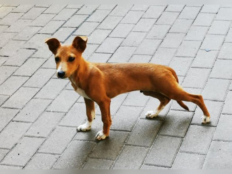 Chips, Pinscher/ Dackel Mix, geb. 4/ 2025 verspielter Welpe