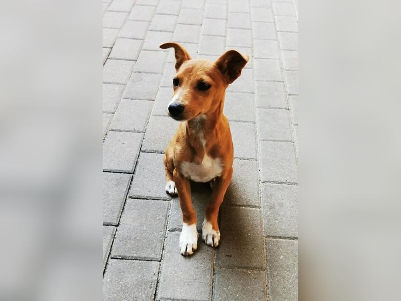 Chips, Pinscher/ Dackel Mix, geb. 4/ 2025 verspielter Welpe