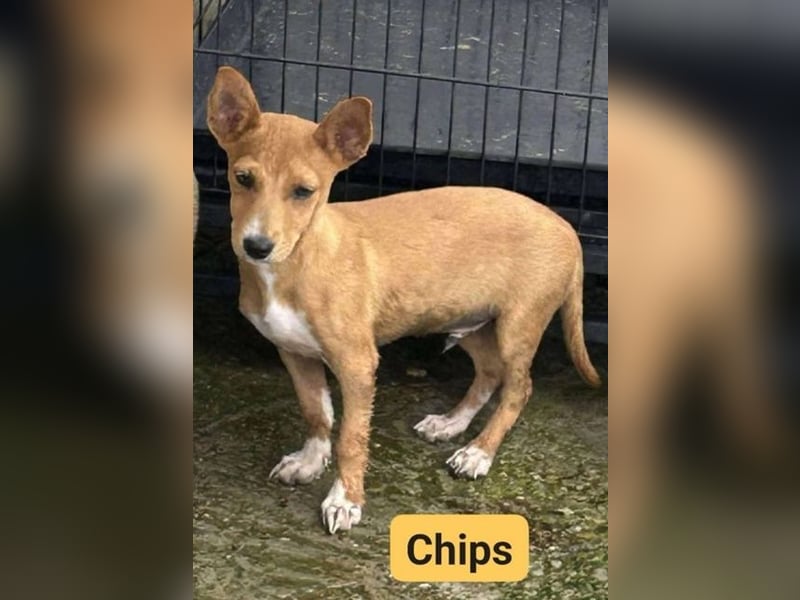 Chips, Pinscher/ Dackel Mix, geb. 4/ 2025 verspielter Welpe